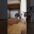 涼しげなメインクーン子猫の鈴奈ちゃん