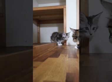 涼しげなメインクーン子猫の鈴奈ちゃん