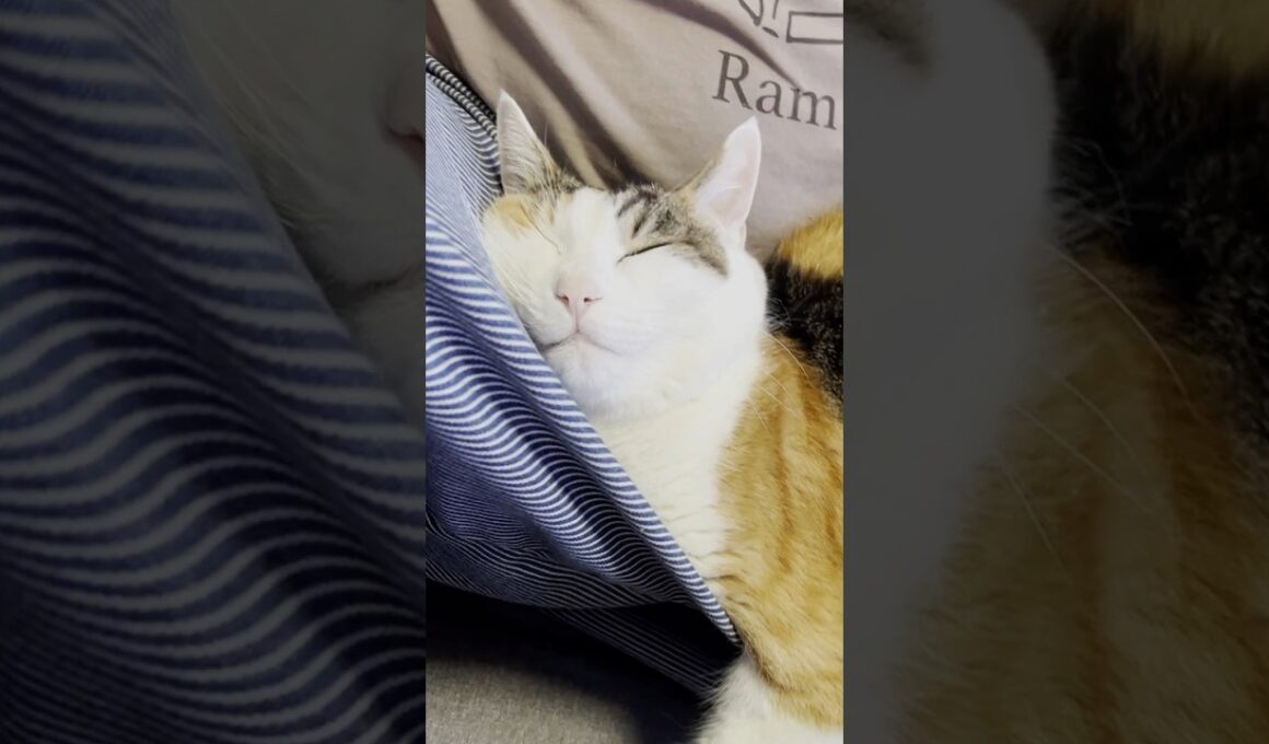 またぐらで脱力する猫#shorts  #cat #三毛猫 #猫のいる暮らし