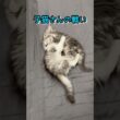 子猫さんの戦い#ノルウェージャンフォレストキャット #norwegianforestcat