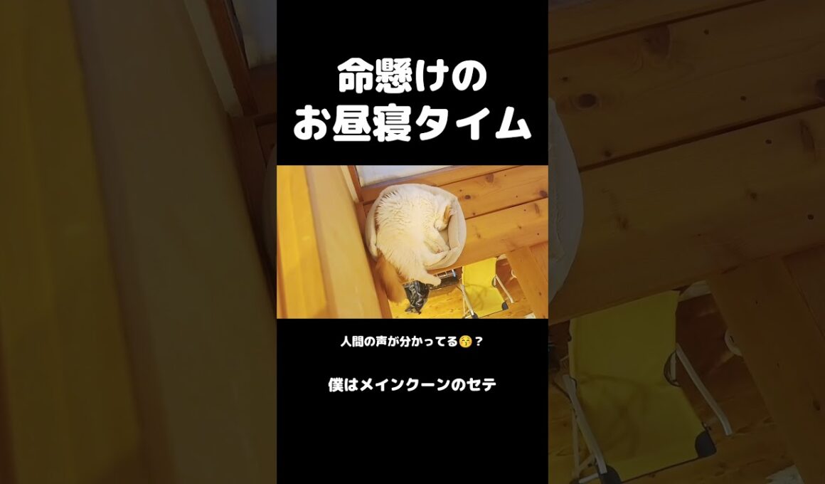 落ちるって！ #メインクーン #大型猫 #猫のいる暮らし #shorts #cat #mainecoon #catshorts​ #ノルウェージャンフォレストキャット #サイベリアン