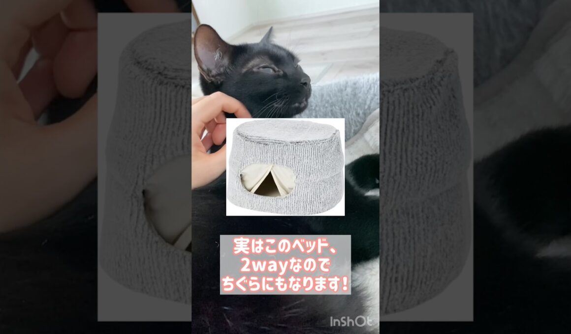 カインズの猫ベッドがすごい✨　#黒猫 #ボンベイ #ねこ #ねこのいる生活 #ねこのいる暮らし #ねこ動画 #猫 #猫好きさんと繋がりたい #かわいい #癒やし #ペット