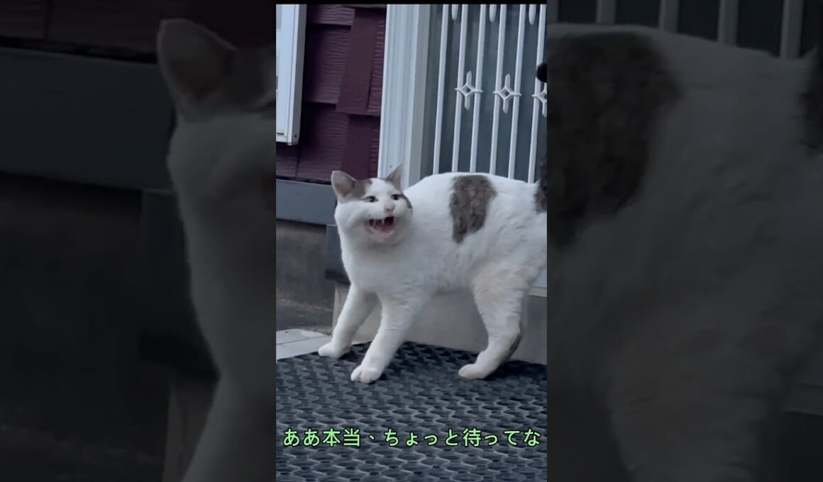【行方不明から1か月ぶり②】新たな飼い主に気遣うようなシロ――冬を迎えるシロの家対策とは【オリジナルBGM】