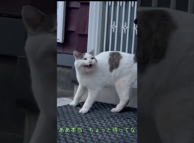 【行方不明から1か月ぶり②】新たな飼い主に気遣うようなシロ――冬を迎えるシロの家対策とは【オリジナルBGM】
