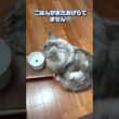 ご飯がなかなか届かなくて困った大型猫#shorts