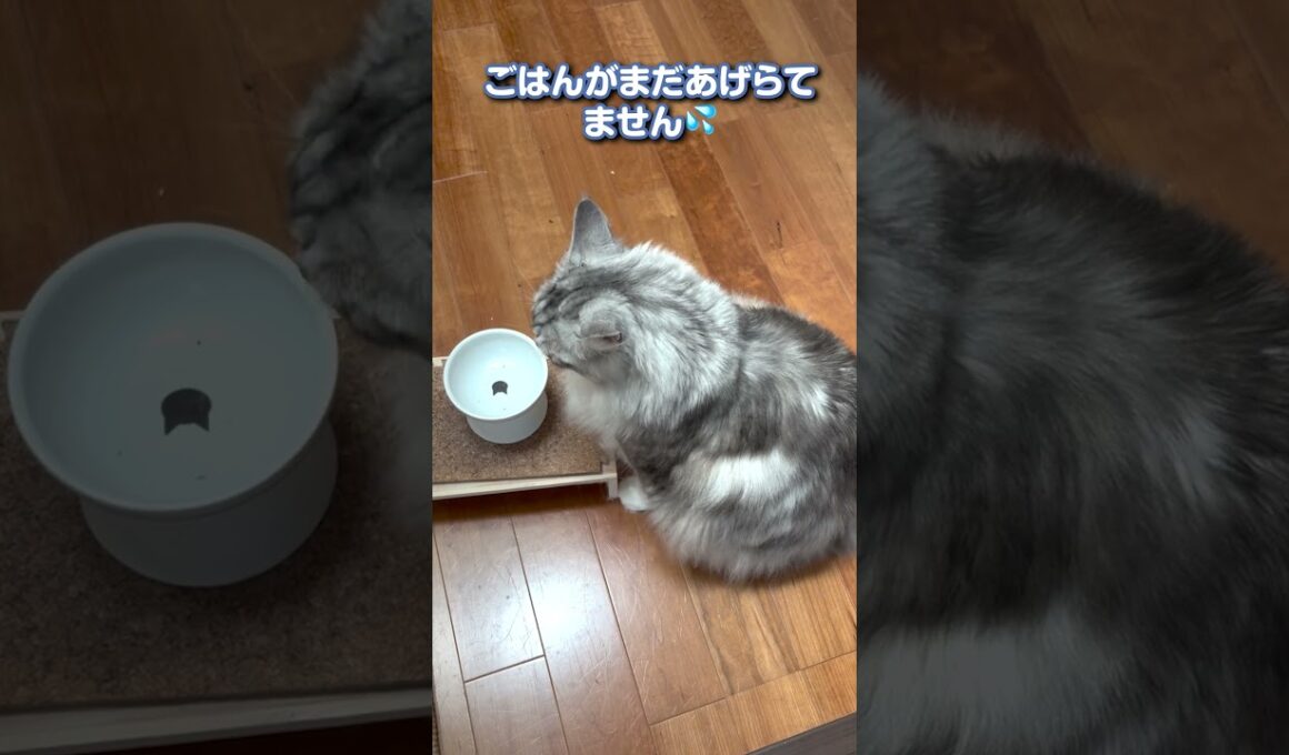 ご飯がなかなか届かなくて困った大型猫#shorts