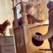マンチカン組勢揃い！その時ぎんちゃんは...