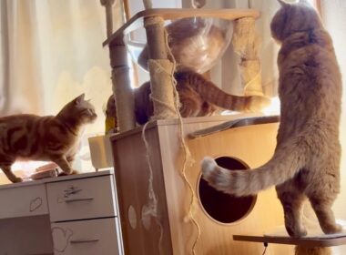 マンチカン組勢揃い！その時ぎんちゃんは...