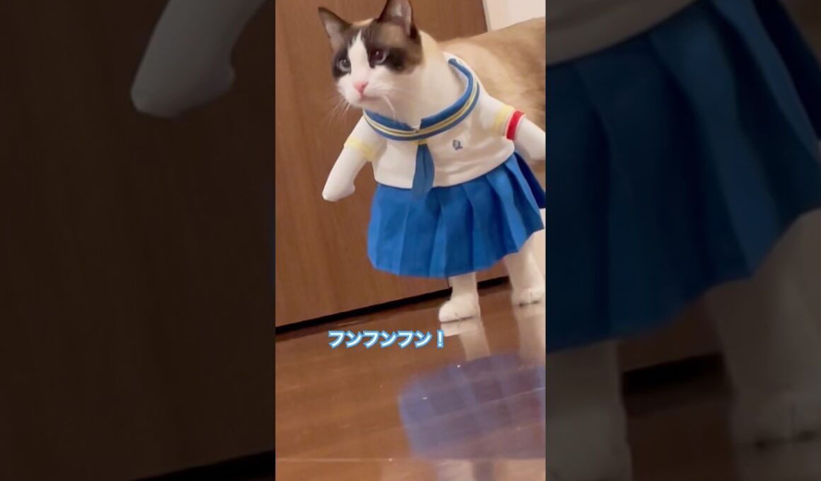 今日の主役はこの私じゃなくて俺様　#今日の主役 #shorts #cat #猫のいる暮らし