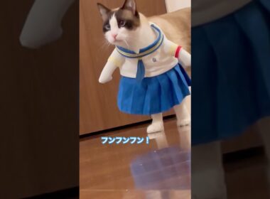 今日の主役はこの私じゃなくて俺様　#今日の主役 #shorts #cat #猫のいる暮らし