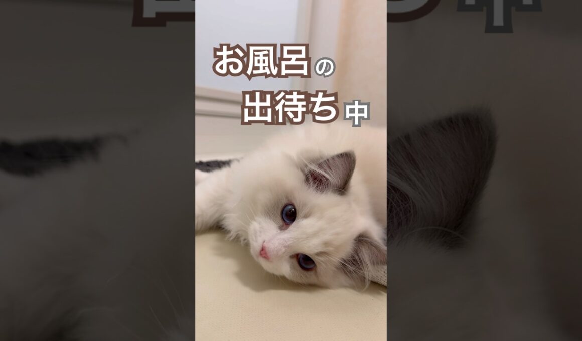 お風呂の出待ちをする子猫🐱💕#ラグドール #猫のいる暮らし #猫好きさんと繋がりたい #ねこ動画