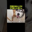 子猫を叱ると犬が秒で駆け付け文句言いに来た...笑#shorts