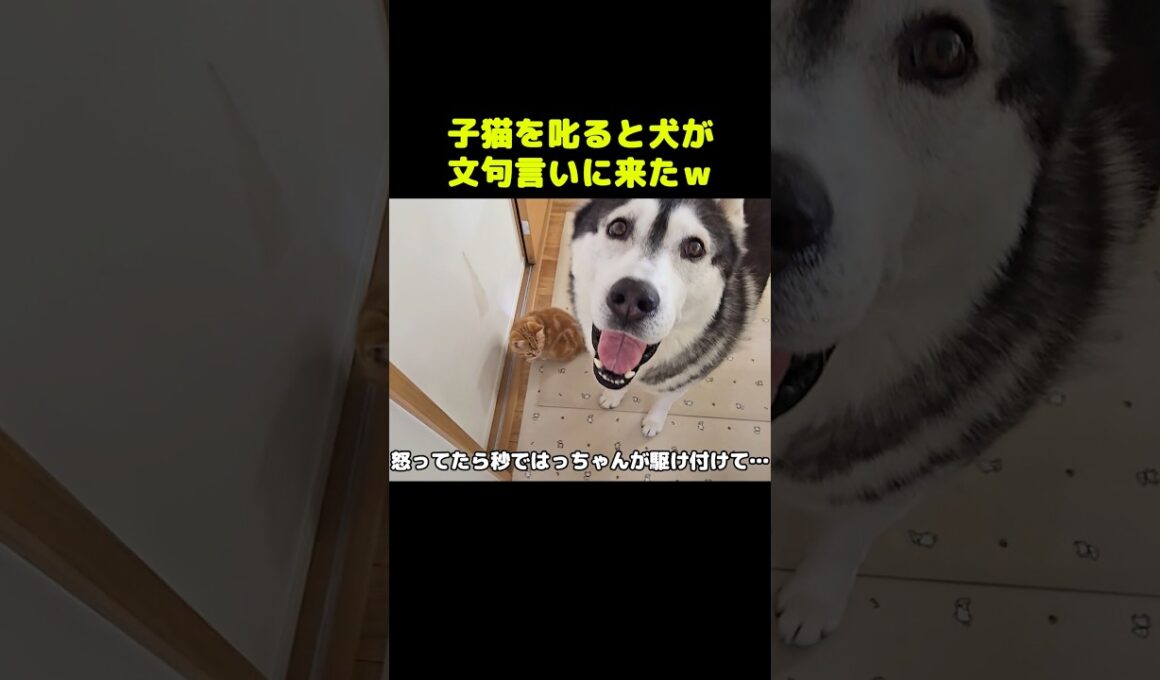 子猫を叱ると犬が秒で駆け付け文句言いに来た...笑#shorts