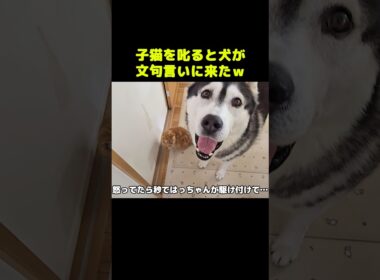 子猫を叱ると犬が秒で駆け付け文句言いに来た...笑#shorts