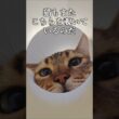 猫に囲まれるとこう見える｜トイガー&ラグドール　#トイガー #ラグドール #catshorts　#猫のいる暮らし #catfunny #大型猫
