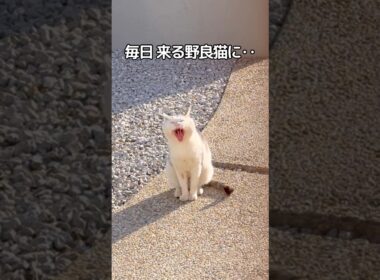 家猫と野良猫の切ない恋物語