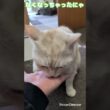マンチカンのミロくん　おやつ待ちきれなくて指まで食べちゃうミロくんが可愛い