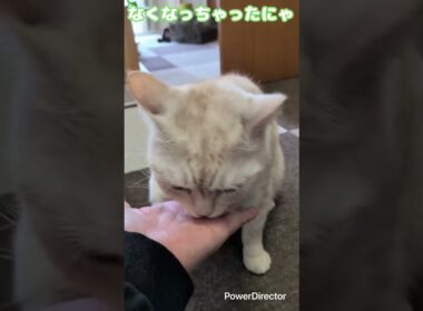 マンチカンのミロくん　おやつ待ちきれなくて指まで食べちゃうミロくんが可愛い