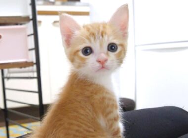 すぐ足にダイブしちゃう子猫がかわいすぎる【赤ちゃん猫　保護猫】
