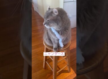 おすましカールくん #ねこ動画 #アメリカンカール