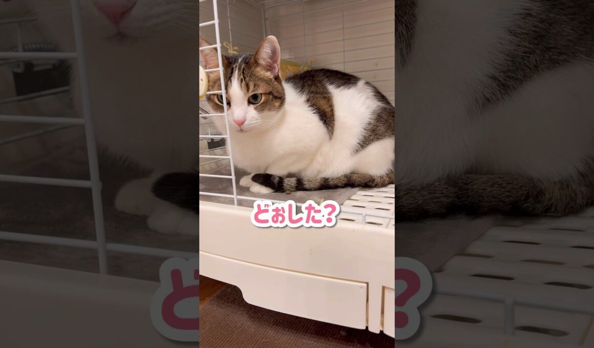 【不法侵入】うさぎのケージにいた猫を問い詰めた結果…🐱