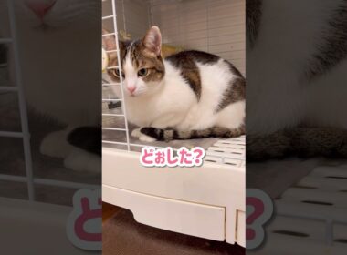 【不法侵入】うさぎのケージにいた猫を問い詰めた結果…🐱
