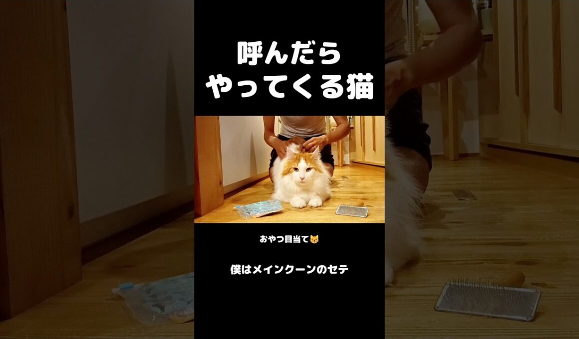 半袖短パンは危険なブラッシング  #メインクーン #大型猫 #猫のいる暮らし #shorts #cat #mainecoon #ノルウェージャンフォレストキャット #サイベリアン