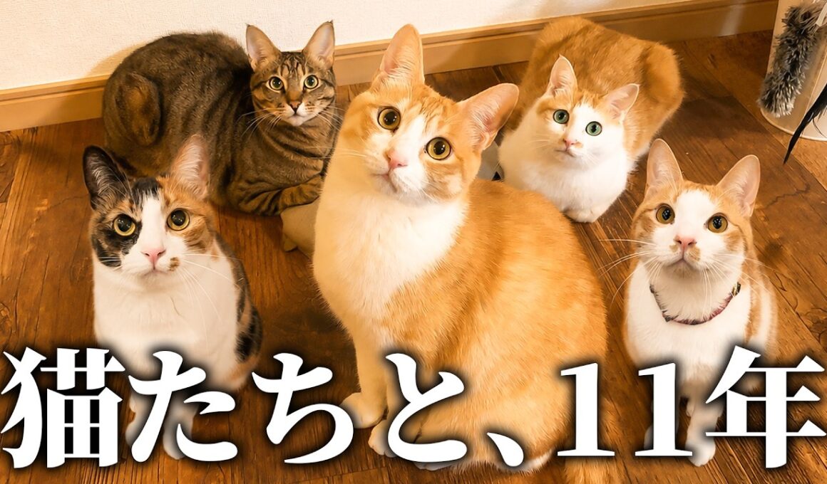 猫を拾って11年経ちました。