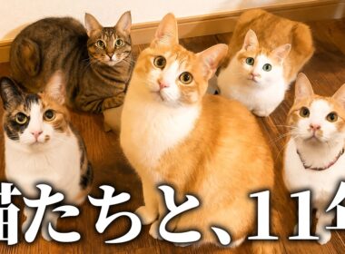 猫を拾って11年経ちました。