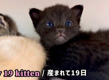 【BGM無し】元野良ママ猫が産んだ子猫の成長記録