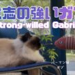 バーマン猫ガブ【意志の強いガブ】Strong-willed Gabriel（バーマン猫）Birman/Cat