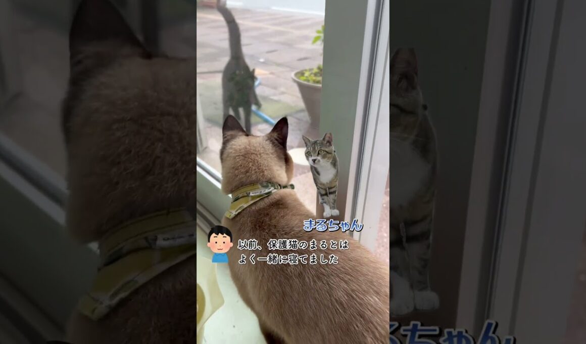 CS827 外の世界が気になるシャム猫 #cat