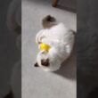 ボールが２つ🟡⚪️ #shorts #猫 #子猫 #ラグドール #甘えん坊猫 #猫のいる暮らし
