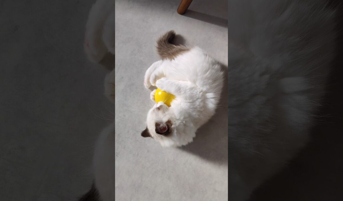 ボールが２つ🟡⚪️ #shorts #猫 #子猫 #ラグドール #甘えん坊猫 #猫のいる暮らし