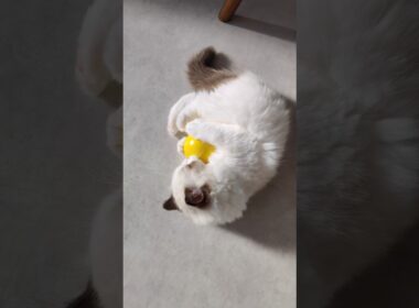 ボールが２つ🟡⚪️ #shorts #猫 #子猫 #ラグドール #甘えん坊猫 #猫のいる暮らし