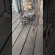 出ておいで #ねこ動画 #アメリカンカール