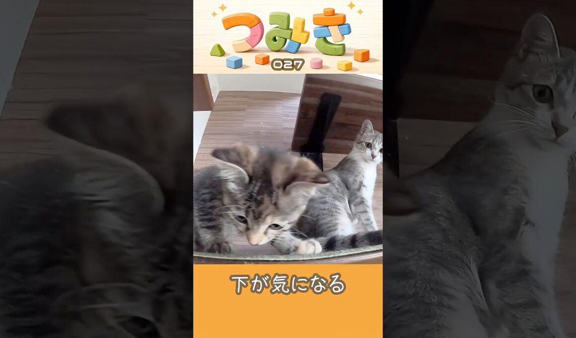 手のひらサイズの子猫つみき027。#shorts #子猫 ＃保護猫
