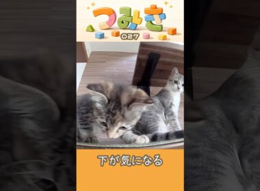 手のひらサイズの子猫つみき027。#shorts #子猫 ＃保護猫