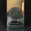 待つ胡ヨデラックス #cat #にゃんグラム #セルカークレックス #猫のいる暮らし #にゃんたチャンネル #ブリティッシュショートヘア