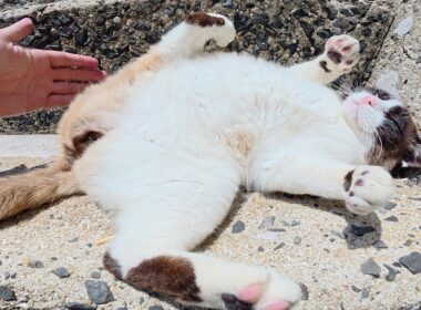 タヌキみたいな猫が階段でクネクネと転げ回って甘えてきた