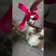 ネズミボクシングパート２ #シャム猫 #保護猫 #子猫