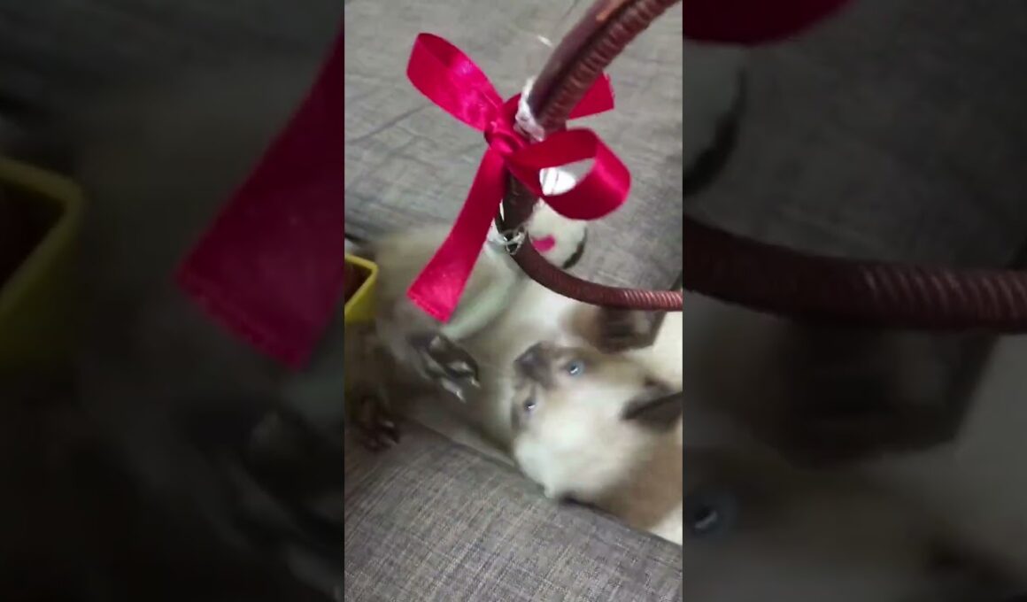 ネズミボクシングパート２ #シャム猫 #保護猫 #子猫