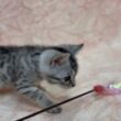 エジプシャンマウ🐱(2026/3/8生)