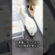 「ペルシャ猫」  #動物 #shorts