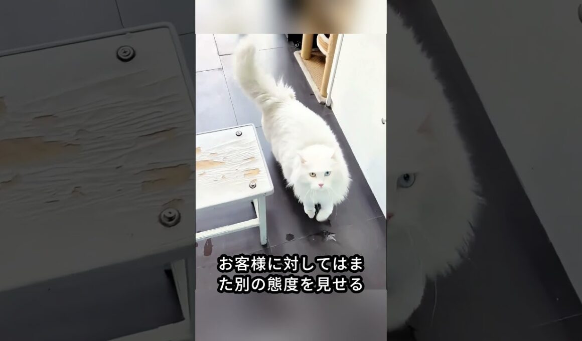 「ペルシャ猫」  #動物 #shorts