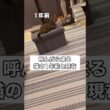 呼んだら来る猫の1年前と現在を比較してみたら･･･ #マンチカン #スコティッシュフォールド #短足マンチカン #shorts