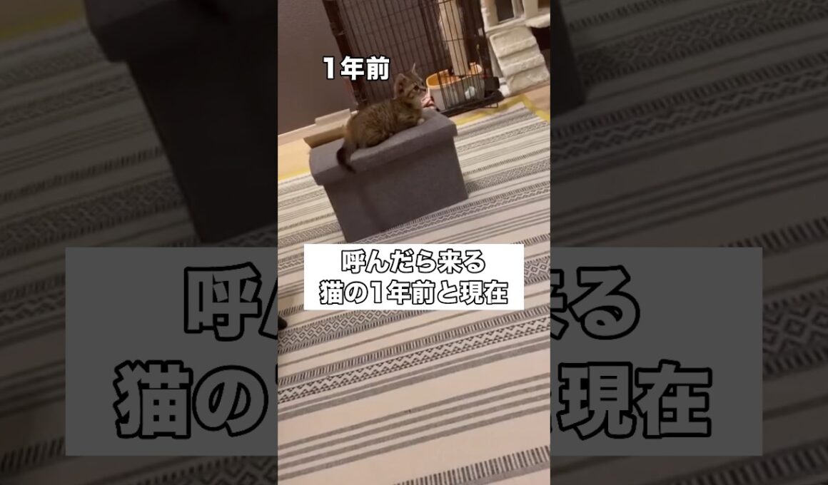 呼んだら来る猫の1年前と現在を比較してみたら･･･ #マンチカン #スコティッシュフォールド #短足マンチカン #shorts