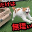 もうすぐ12歳になる先住猫を病院バッグに入れようとした結果…