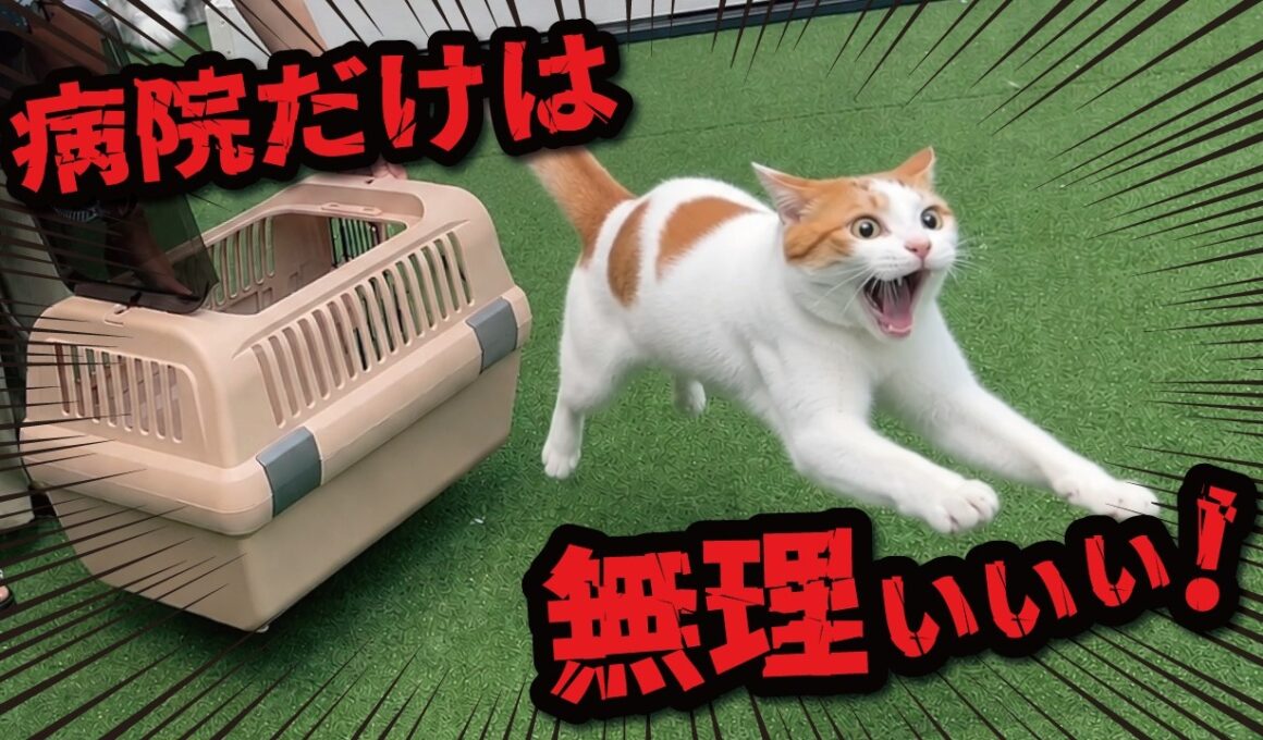 もうすぐ12歳になる先住猫を病院バッグに入れようとした結果…