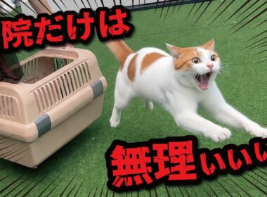 もうすぐ12歳になる先住猫を病院バッグに入れようとした結果…